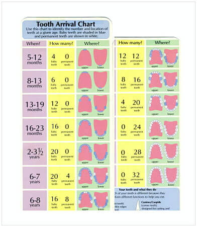 Baby Teeth Arrival Chart