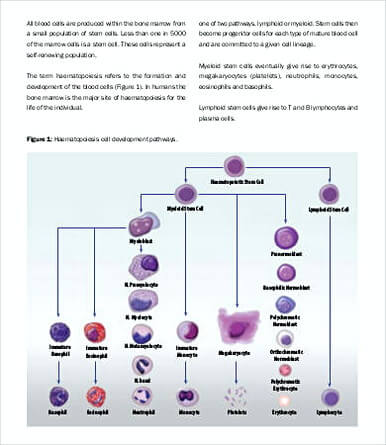 Blood Count Chart