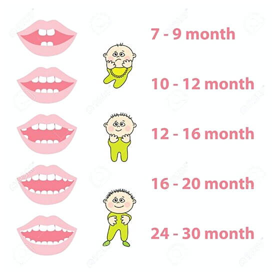 baby teeth chart 01