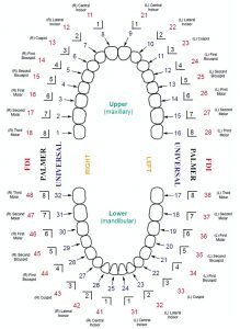 12+ Free Download Best Printable Teeth Chart for Your Baby | Mous Syusa