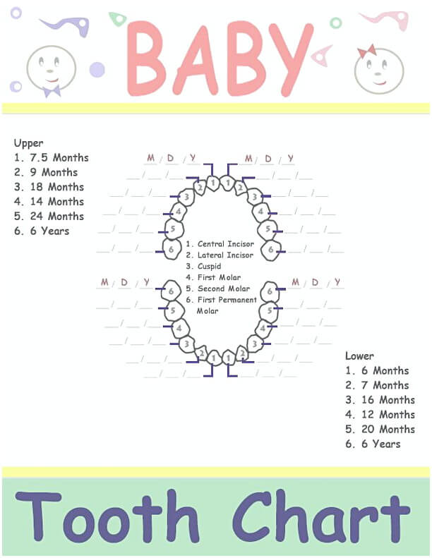 baby teeth chart 006