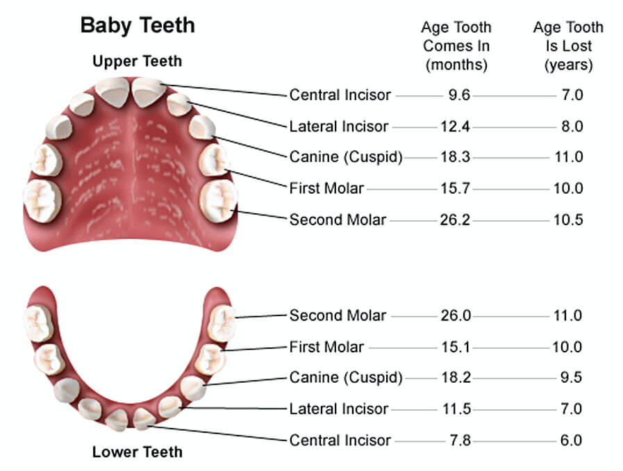 baby teeth chart 007