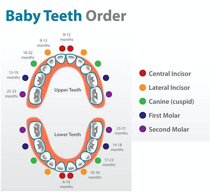 baby teeth chart 011