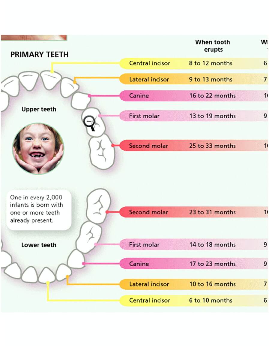 12+ Free Download Best Printable Teeth Chart for Your Baby Mous Syusa