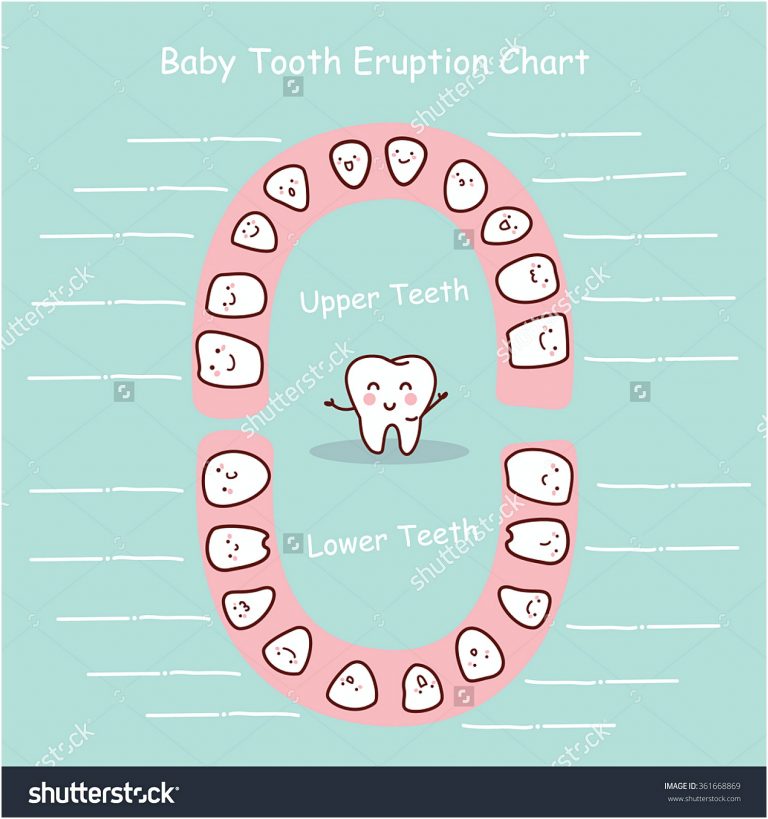 12+ Free Download Best Printable Teeth Chart for Your Baby | Mous Syusa