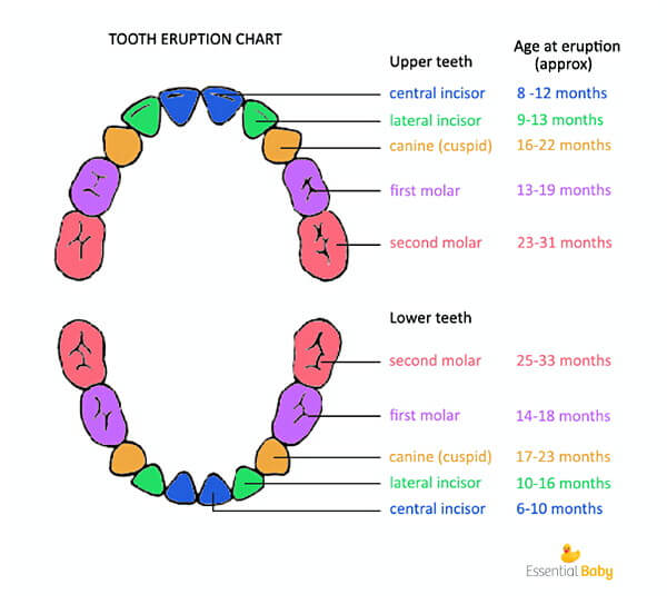 baby teeth chart 021